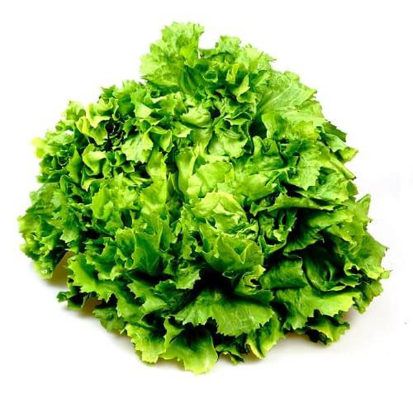 Produktfoto zu Grüner Batavia