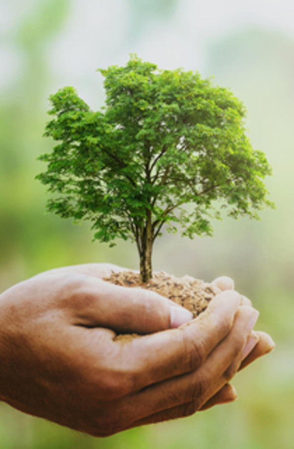 Produktfoto zu für Bäume spenden