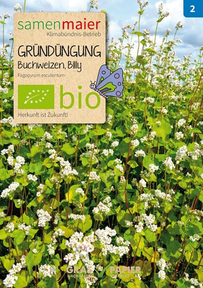 Produktfoto zu Saatgut Gründüngung Buchweizen Billy