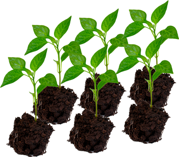 Produktfoto zu Physalis-Pflanzen 6 Stück