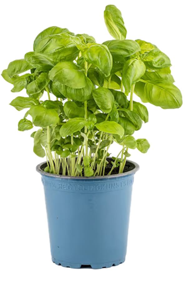 Produktfoto zu Basilikum im TOPF